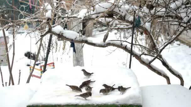 Manada de muchos gorriones grises hambrientos o Passer domesticus volar, saltar y picotear semillas se alimentan en la nieve en invierno en el patio trasero. Plano medio o amplio. — Vídeos de Stock