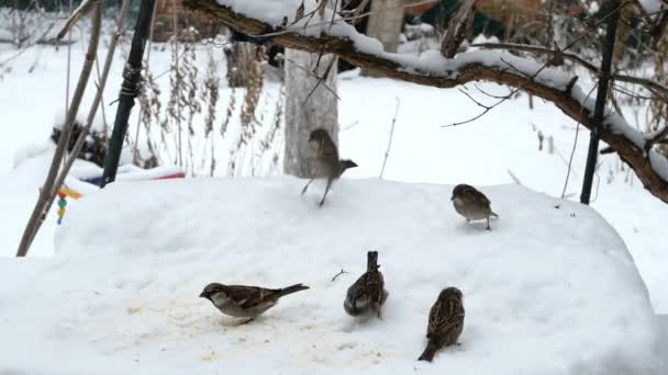 Manada de muchos gorriones grises hambrientos o Passer domesticus volar, saltar y picotear semillas se alimentan en la nieve en invierno en el patio trasero. Plano medio o primer plano. — Vídeos de Stock