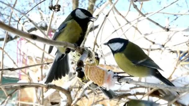Hungry birds, Great tit or parus major, are pecking lard which hangs from branch in garden or backyard at home. Feeding birds in wintertime. Close-up. — Stok video