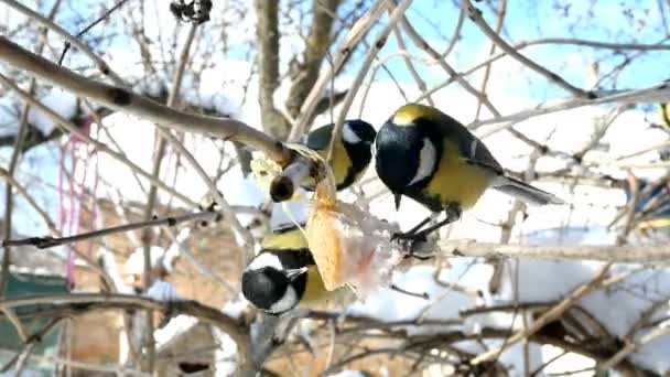 Hungry birds, Great tit or parus major, are pecking lard which hangs from branch in garden or backyard at home. Feeding birds in wintertime. Close-up. — Stok video