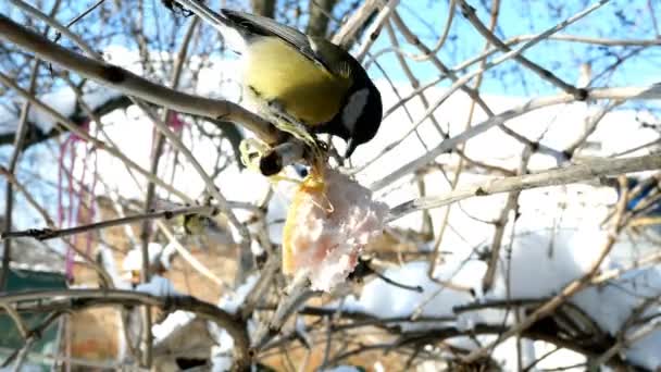 Hungry Birds Great Tit Parus Major Pecking Lard Which Hangs — Vídeo de stock