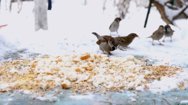 Birkaç Küçük Serçe Passer Domesticus Sineği Sıçrayıp Tohum Tohumu Gagalar — Stok video