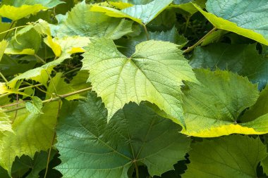 Yeşillikte, üzüm bağlarında ya da arka bahçede, yazın doğal ortamda yetişen taze üzümler. Ön plana odaklan. Yakın plan. Açık havada..