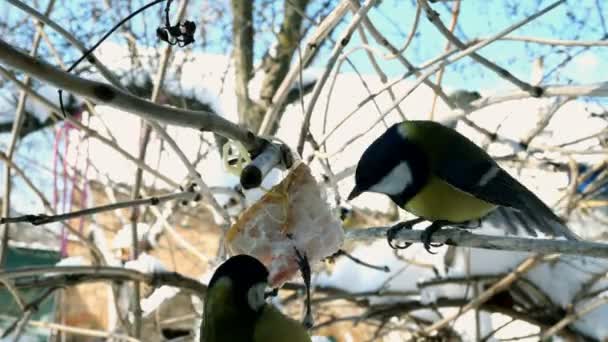 Hungry birds, Great tit or parus major, are pecking lard which hangs from branch in garden. — Stock videók