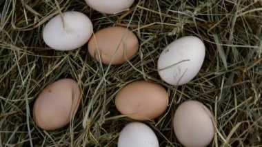 Organik çiğ tavuk yumurtaları samanlıkta yatar ve saat yönünde döner. Yakın plan..