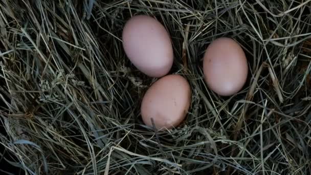 Organiczne świeże surowe jaja kurze leżą w sianie. Od lewej do prawej. Zbliżenie. — Wideo stockowe