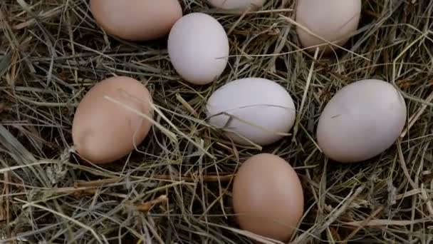 Organiczne świeże surowe jaja kurze leżą w sianie i obracają się zgodnie z ruchem wskazówek zegara w kółko. Zwolnij trochę. Zbliżenie. — Wideo stockowe