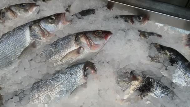 Wiele surowych mrożonych ryb posypanych kruszonym lodem na liczniku na targu rybnym lub w supermarkecie. Zbliżenie. — Wideo stockowe