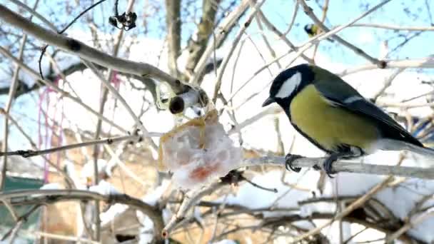 Oiseaux affamés, grand mésange ou perse majeur, picorent le saindoux qui pend de la branche dans le jardin ou arrière-cour. nourrir les oiseaux en hiver. gros plan. — Video