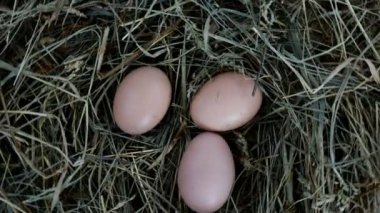 Organik çiğ tavuk yumurtaları samanlıkta yatar ve saat yönünde döner. Yakın plan..