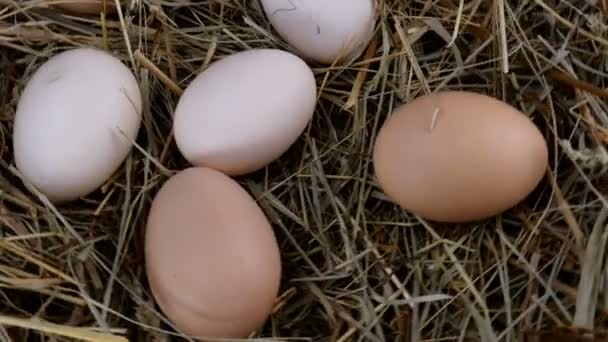 Organiczne świeże surowe jaja kurze leżą w sianie i obracają się zgodnie z ruchem wskazówek zegara w kółko. Zbliżenie. — Wideo stockowe