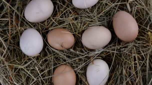 Menschliche Hände Nehmen Frische Rohe Hühnereier Die Heu Liegen Und — Stockvideo