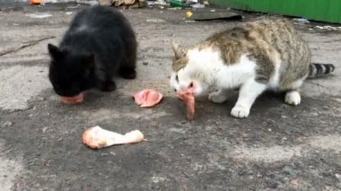İki aç sokak kedisi, şehir caddesindeki çöplükte bulunan et ya da yem yiyor. Yakın plan..