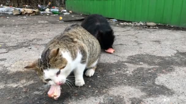 Dos gatos vagabundos hambrientos comen alimento o carne, encontrados en el basurero de la calle de la ciudad. Primer plano. — Vídeos de Stock