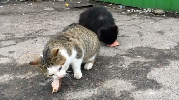 길잃은 두 마리의 굶주린 고양이 가 도시 거리의 쓰레기 처리장에서 먹이나 고기를 먹는다. 클로즈업. — 비디오