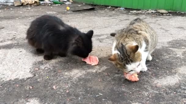 Dos gatos vagabundos hambrientos comen alimento o carne, encontrados en el basurero de la calle de la ciudad. Primer plano. — Vídeo de stock