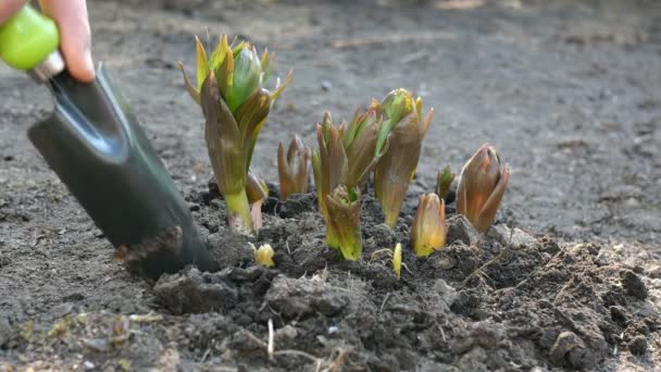 Gärtnerhände graben mit Schaufel um die Blume Crown Imperial oder Fritillaria Imperialis herum, die im Garten wächst. Bodenbehandlung. Home Gardening Konzept. Pflege von Pflanzen hautnah. — Stockvideo