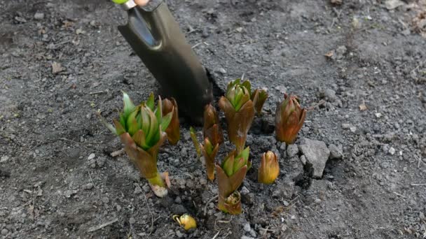 Садовник руки копать с лопатой вокруг короны императорской или fritillaria imperialis цветок, который растет в саду. Лечение почвы. Концепция садоводства. Уход за растениями — стоковое видео