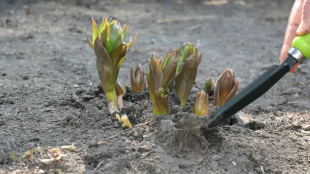 Садовник руки копать с лопатой вокруг короны императорской или fritillaria imperialis цветок, который растет в саду. Лечение почвы. Концепция садоводства. Уход за растениями — стоковое видео