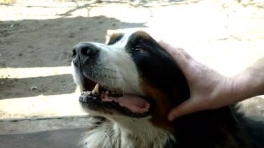 Sahipleri, güneşli bir günde Bernese Dağı Köpeği 'nin sevgi dolu, sevimli ve itaatkar başıyla elle okşayıp okşarlar. Evcil hayvan sahipleri dinleniyor. Yakın plan..
