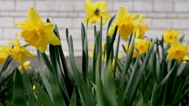 Çiçekler ilk bahar ölümsüzlüğü narsislerin ya da narsislerin çiçekleri evin bahçesinde tuğla duvara karşı büyürler ve hafif esintide salınırlar. Bahar erken geliyor. Yakın plan.. — Stok video