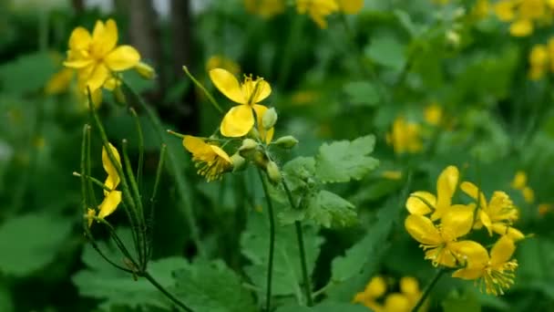 Virágzó sárga virág Nagyobb celandine vagy Chelidonium majus gyógynövény lengi a szél. Természetes homályos háttérrel. Szelektív fókusz. Közelkép. — Stock videók