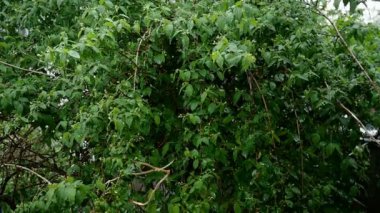 Bahar günü bereketli yaprak bitkilerinin arka planında yağmur fırtınası. Yeşil yaprakların üzerine düşen yağmur damlaları. Parka ya da bahçeye yağmur püskürtüyor. Seçici odaklanma. Ağır çekim. Yakın plan..