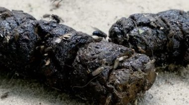 Flies gathering over pile of dog shit on which lies on ground. Cat or dog fecal and flies lay their eggs. Close-up.