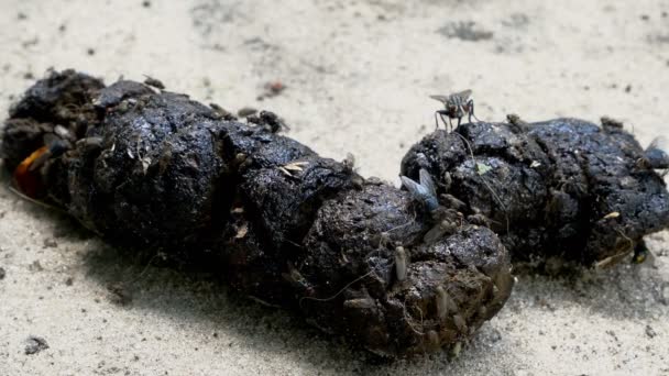 Flies gathering over pile of dog shit on which lies on ground. Cat or dog fecal and flies lay their eggs. Close-up. — Vídeo de stock