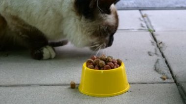 Hungry stray homeless wild cat eat feed from yellow bowl on street or backyard. Feeding hungry animals. Concept of animal care. Close-up.