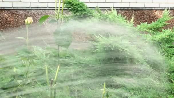 호스에서 물을 튀기면, 정원가꾸기를 하는 정원 관리에 물을 뿌린다. 가뭄이든 여름. 클로즈업. — 비디오