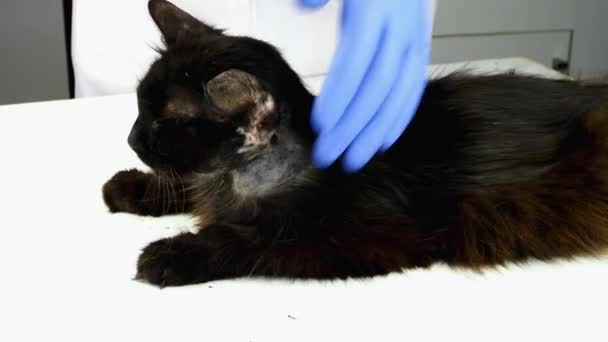 Veterinário ou voluntário examinado com saúde estetoscópica de gato escuro rafeiro doente, coberto de feridas, telhas e crostas. Cuidados com animais desfavorecidos. Close-up. — Vídeo de Stock