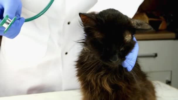 Veterinario o volontario esaminato con la salute stetoscopio di malata malata mongrel gatto scuro, coperto di ferite, herpes zoster e croste. Cura degli animali svantaggiati. Primo piano. — Video Stock