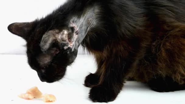 Maltrapilho doente mestiço gato escuro, coberto de feridas, telhas e crostas comendo carne de frango. Cuidados com animais desfavorecidos. Close-up. — Vídeo de Stock