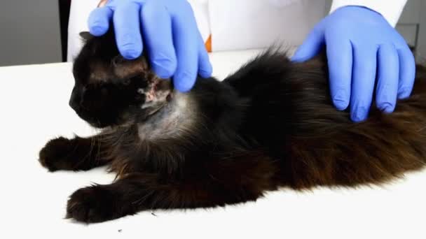 Veterinário ou voluntário examinado com saúde estetoscópica de gato escuro rafeiro doente, coberto de feridas, telhas e crostas. Cuidados com animais desfavorecidos. Close-up. — Vídeo de Stock