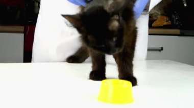 Veteriner ya da gönüllü olarak tavuk etiyle besleniyor eski püskü, hasta, kara kedi, yaralar, kiremitler ve yaralarla kaplı. Avantajsız hayvanların bakımı. Yakın plan..