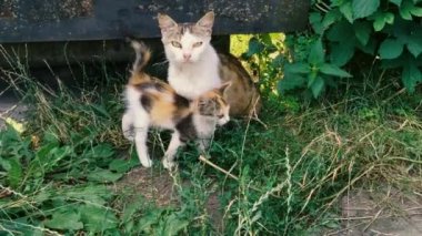 Evsiz vahşi kedi ve çitlerin ya da metal kapıların yanındaki çimlerde kedi yavruları. Anne kedi ve küçük kedicik. Avantajsız hayvanlar sorunu. Yakın plan..