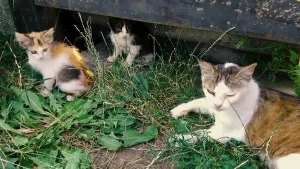 집없는 야생 고양이와 새끼 고양이 가 울타리나 금속 문 근처의 풀 속에 있다. 어미 고양이와 새끼 고양이. 가난 한 동물들의 문제. 클로즈업. — 비디오