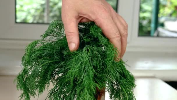 Menselijke handen plukken sprigs dille uit grote bos op tafel in de huishoudelijke keuken. Voedselbereiding thuis. Close-up. — Stockvideo