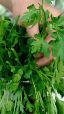 İnsan elleri, evcil mutfaktaki masandan maydanoz tohumu topluyor. Ev yemeği hazırlığı. Dikey çekim. Yakın plan..