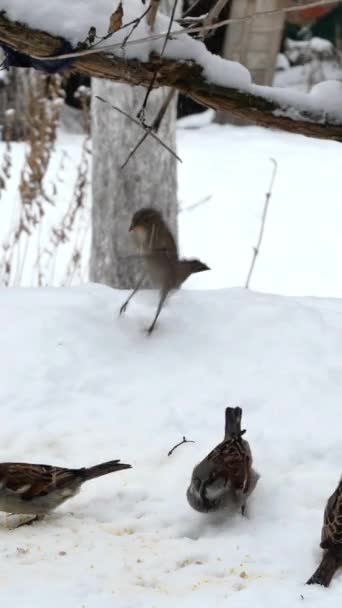 Stormo di molti piccoli passeri grigi affamati o Passer domesticus volano, saltano e si nutrono di semi di becco nella neve in inverno in cortile. Piano medio o primo piano. Video verticale. — Video Stock