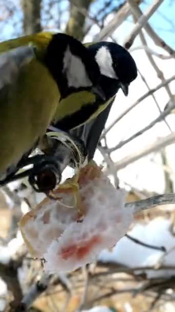 Hungry birds, Great tit or parus major, are pecking lard which hangs from branch in garden or backyard. Feeding birds on wintertime. Vertical video. Close-up. — Stock videók