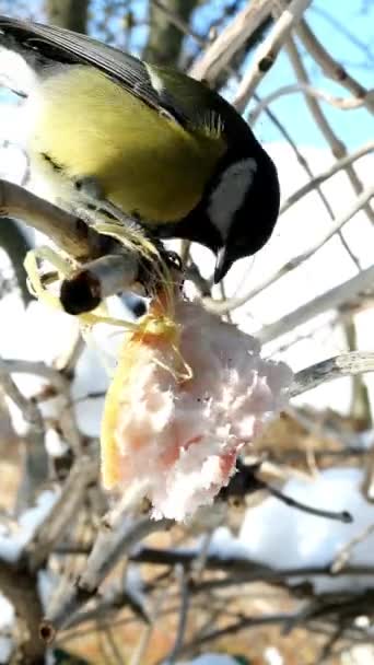 Hungry birds, Great tit or parus major, are pecking lard which hangs from branch in garden or backyard. Feeding birds on wintertime. Vertical video. Close-up. — Stockvideo