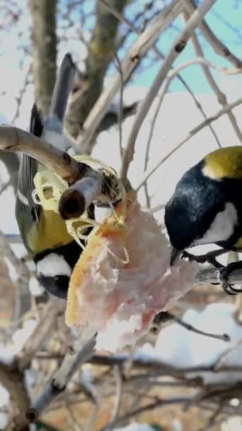 Hungry birds, Great tit or parus major, are pecking lard which hangs from branch in garden or backyard. Feeding birds on wintertime. Vertical video. Close-up. — Video