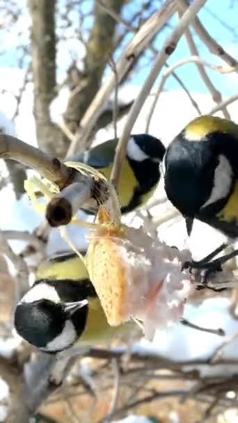 Hungry birds, Great tit or parus major, are pecking lard which hangs from branch in garden or backyard. Feeding birds on wintertime. Vertical video. Close-up. — Stockvideo