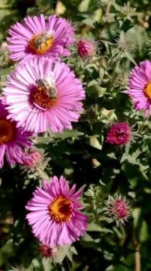 Birçok mor Symphyotrichum nova-angliae ya da New England aster, Asteraceae familyasındaki bitki hafif rüzgar ve arı üzerinde sallanıyor. Seçici odaklanma. Dikey video. Yakın plan..