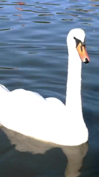 Elegáns fehér hattyú úszik a víz felszínén kis tó vagy tó közepén park nyáron. Függőleges videó. Közelről.. — Stock videók