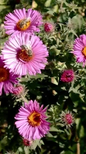Veel paarse Symphyotrichum novae-angliae of New England aster, plant in de Asteraceae familie zwaaien op lichte wind en bij op de top van het. Selectieve focus. Verticale video. Close-up. — Stockvideo