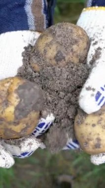 Sebze bahçesinde sonbahar hasadı. Ellerinde taze, organik patatesler tutan bez eldivenli çiftçi elleri. Yerin altından yeni çıktı. Seçici odaklanma. Dikey biçim.