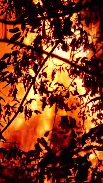 Area di fuoco cespuglio, che brucia durante la notte con un sacco di fumo che sale in aria. Silhouette di alberi. Le fiamme illuminano l'ambiente. All'aperto. Senza elaborazione. Formato verticale. — Video Stock